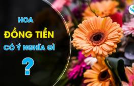 Hoa đồng tiền có ý nghĩa gì