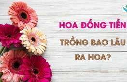 Hoa đồng tiền trồng bao lâu ra hoa?