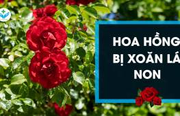 Hoa hồng bị xoăn lá non
