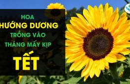 Hoa hướng dương trồng tháng mấy kịp tết?