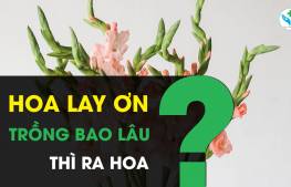 Hoa lay ơn trồng bao lâu ra hoa?