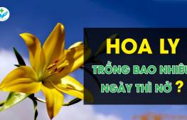 Hoa ly trồng bao nhiêu ngày thì nở?