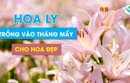 Hoa ly trồng vào tháng mấy?