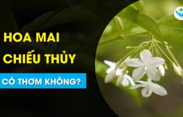 Hoa mai chiếu thủy có thơm không?
