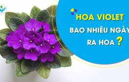 Hoa violet bao nhiêu ngày ra hoa?