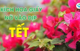 Kích hoa giấy nở vào dịp tết