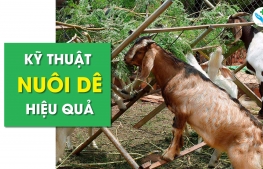 Kỹ thuật nuôi dê hiệu quả