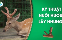 Kỹ thuật nuôi hươu lấy nhung