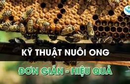 Kỹ thuật nuôi ong đơn giản - hiệu quả