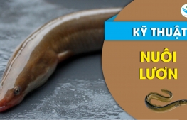 Kỹ thuật nuôi lươn