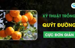 Kỹ thuật trồng quýt đường cực đơn giản