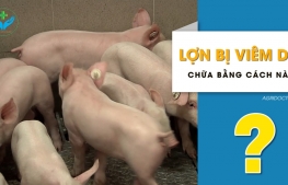 Lợn bị viêm da chữa bằng cách nào