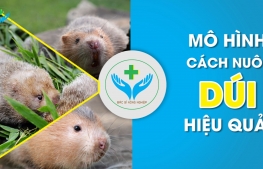 Mô hình cách nuôi dúi hiệu quả