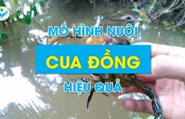 Mô hình nuôi cua đồng hiệu quả