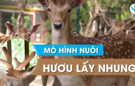 Mô hình nuôi hươu lấy nhung