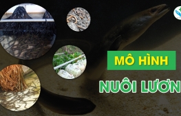 Mô hình nuôi lươn hiệu quả