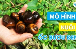 Mô hình nuôi ốc bươu đen