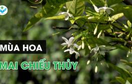 Mùa hoa mai chiếu thủy