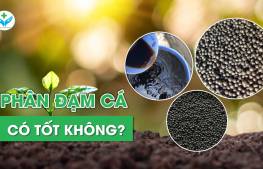 Phân đạm cá có tốt không?
