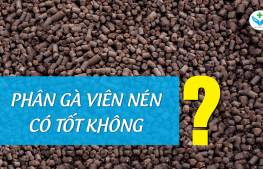 Phân gà viên nén có tốt không?