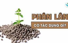 Phân lân có tác dụng gì?