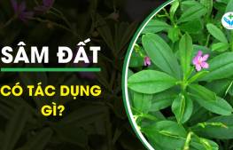 Sâm đất có tác dụng gì?