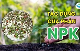 Tác dụng cảu phân NPK