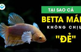 Tại sao cá Betta mái không chịu "đẻ"