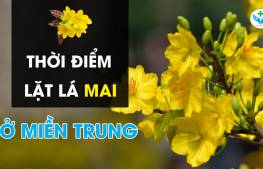 Thời điểm lặt lá mai ở miền Trung