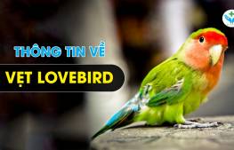 Thông tin về vẹt Lovebird