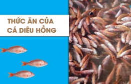 Thức ăn cá diêu hồng