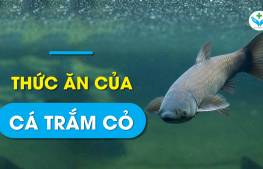 Thức ăn của cá trắm cỏ