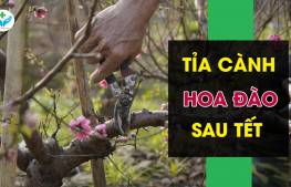 Tỉa cành hoa đào sau tết
