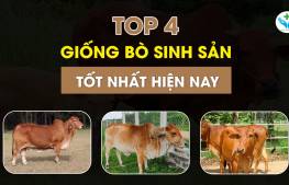 Top 4 giống bò sinh sản tốt nhất hiện nay
