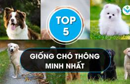 Top 5 giống chó thông minh nhất thế giới