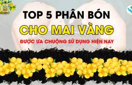 Top 5 phân bón cho mai vàng được ưa chuộng sử dụng hiện nay
