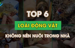 Top 6 loài động vật không nên nuôi trong nhà