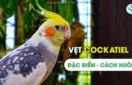 Vẹt Cockatiel: đặc điểm - cách nuôi