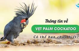 Thông tin về vẹt Palm Cockatoo có thể bạn chưa biết?