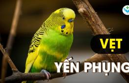 Vẹt Yến Phụng