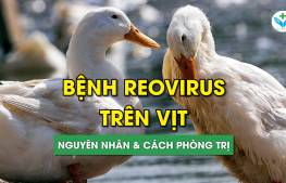 Bệnh Reovirus trên vịt: Nguyên nhân và cách phòng trị