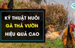 Kỹ thuật nuôi gà thả vườn hiệu quả cao