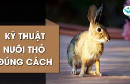 Kỹ thuật nuôi thỏ đúng cách