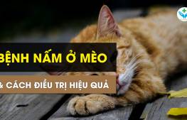 Bệnh nấm ở mèo và cách điều trị hiệu quả