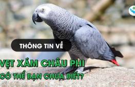 Thông tin về vẹt xám Châu Phi có thể bạn chưa biết