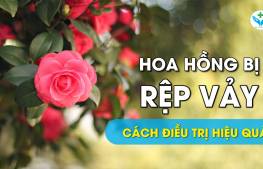 Hoa hồng bị rệp vảy: Cách điều trị hiệu quả