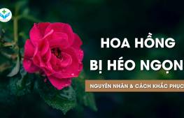 Hoa hồng bị héo ngọn: Nguyên nhân và cách khắc phục