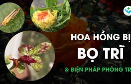 Hoa hồng bị bọ trĩ và biện pháp phòng trị