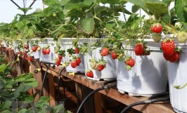 Top 10 cây trồng nông nghiệp cho hiệu quả kinh tế cao