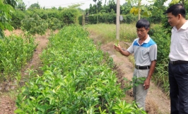 Nông dân lai tạo giống ăn quả: Giống bưởi Đào Chuyên và câu chuyện về người “cha đẻ” ra giống bưởi quý 